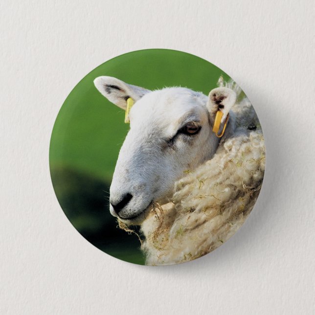 CUTE SHEEP 6 CM ROUND BADGE (Front)