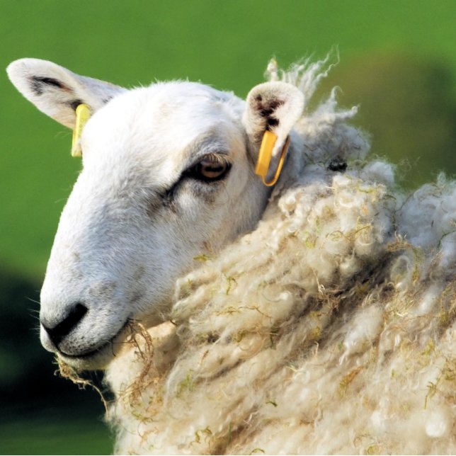 CUTE SHEEP CERAMIC TILE (Creator Uploaded)