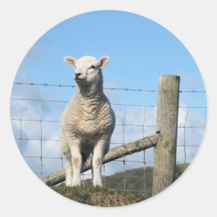 CUTE SHEEP CLASSIC ROUND STICKER