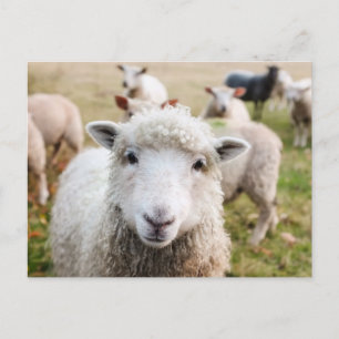 Cute Sheep Custom Postcard