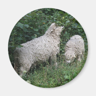 Cute Sheep EAting Leaves Magnet