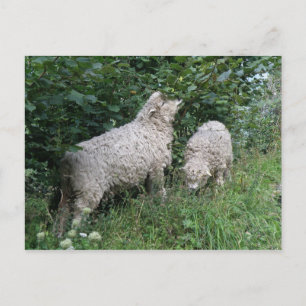 Cute Sheep Eating Leaves Postcard