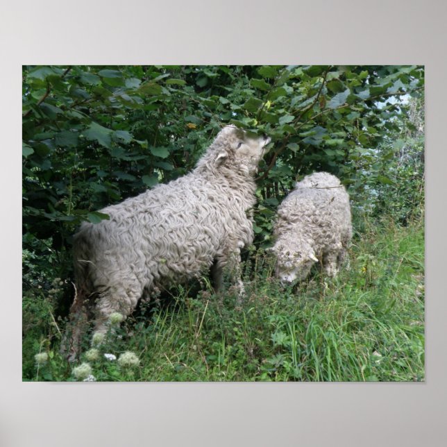 Cute Sheep Eating Leaves Poster (Front)