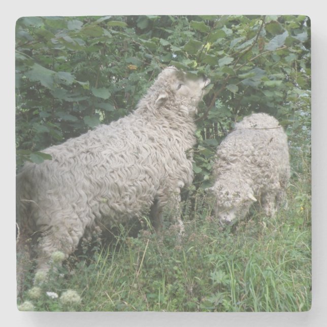 Cute Sheep Eating Leaves Stone Coaster (Front)