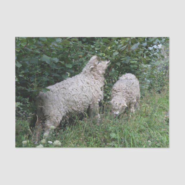 Cute Sheep Eating Leaves Tissue Paper (Front)
