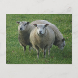 Cute Sheep in the Grass DIY Postcard