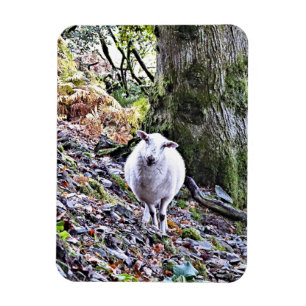 CUTE SHEEP MAGNET