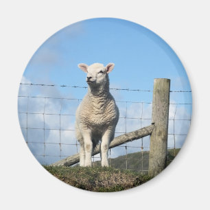 CUTE SHEEP MAGNET