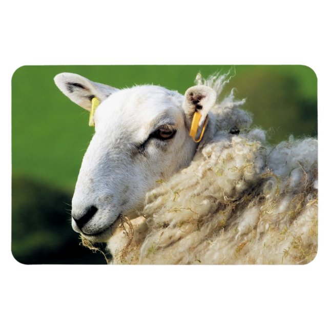 CUTE SHEEP MAGNET (Horizontal)