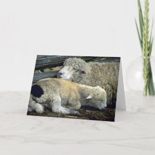 Cute Sheep pair one cold morning Holiday Card