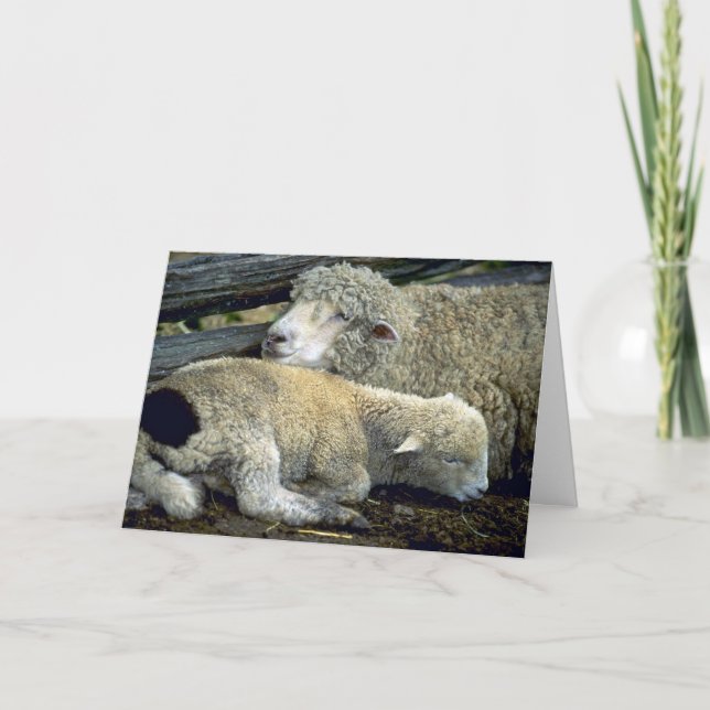 Cute Sheep pair one cold morning Holiday Card (Front)