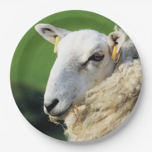 CUTE SHEEP PAPER PLATE