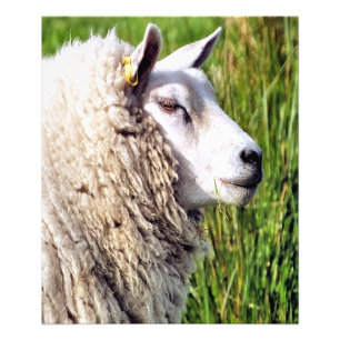 CUTE SHEEP PHOTO PRINT