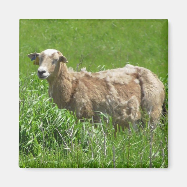 Cute Sheep Photography Magnet (Front)
