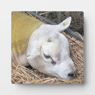 CUTE SHEEP PLAQUE
