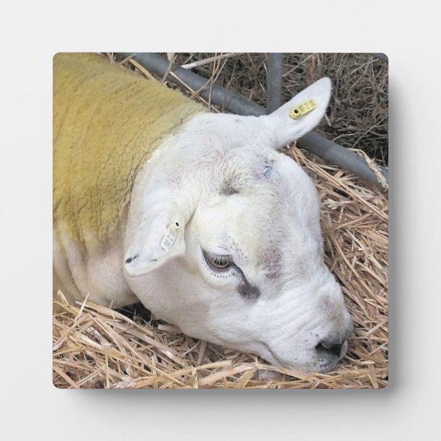 CUTE SHEEP PLAQUE (Front)