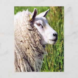 CUTE SHEEP POSTCARD