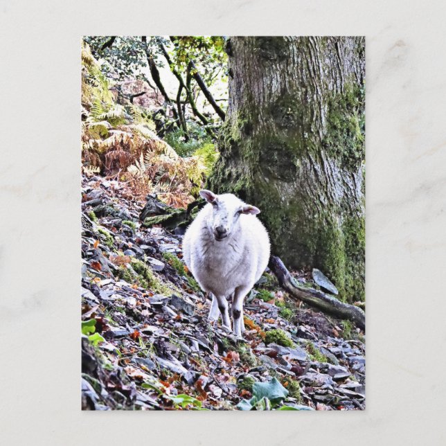 CUTE SHEEP POSTCARD (Front)