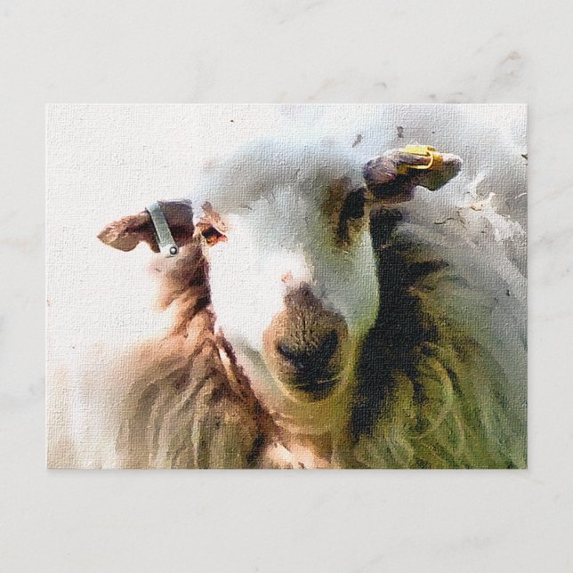 CUTE SHEEP POSTCARD (Front)