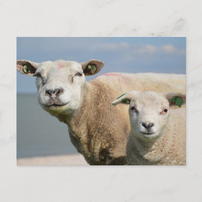 Cute Sheep Postcard (Front)
