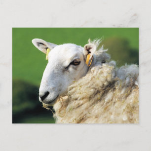 CUTE SHEEP POSTCARD