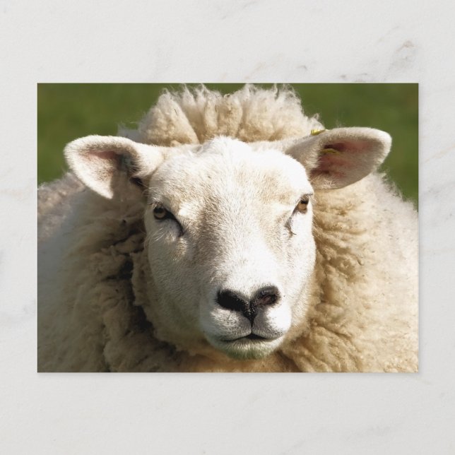 CUTE SHEEP POSTCARD (Front)