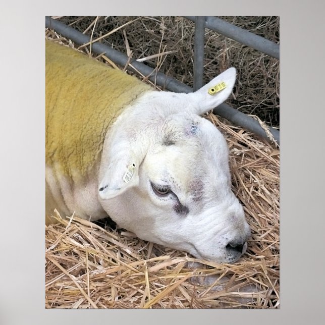CUTE SHEEP POSTER (Front)