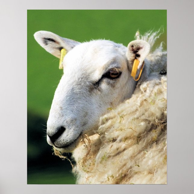 CUTE SHEEP POSTER (Front)