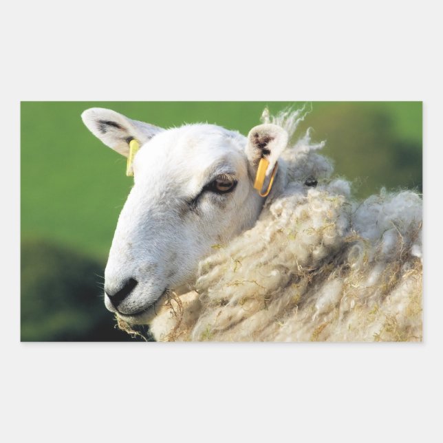 CUTE SHEEP   RECTANGULAR STICKER (Front)