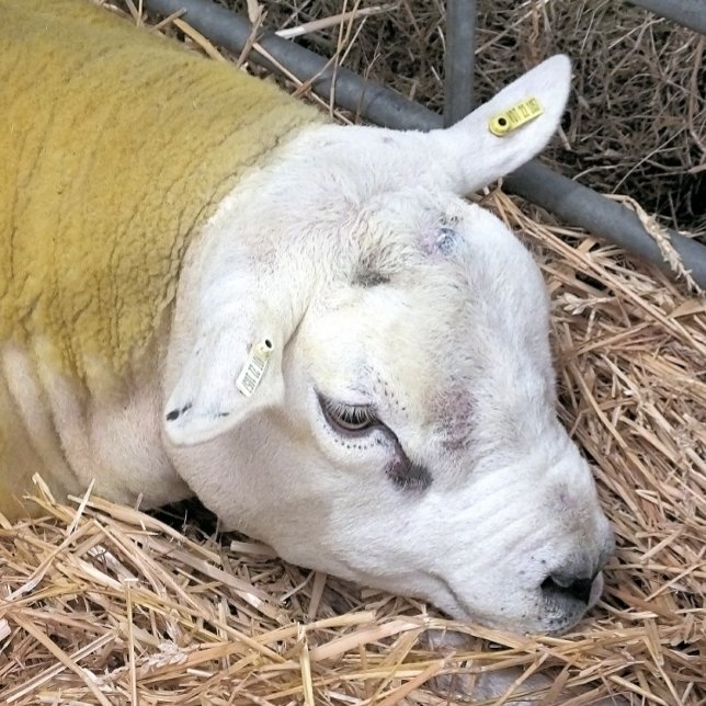 CUTE SHEEP WRAPPING PAPER SHEET (A photographic design of a beautiful Texel sheep.)