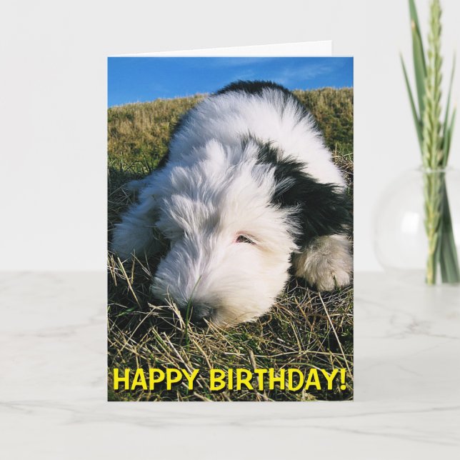 Cute sheepdog puppy birthday card (Front)