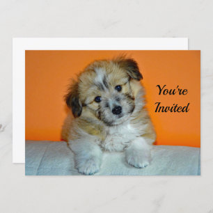 Cute Sheltie Puppy Photo Birthday Invitation