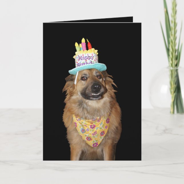 Cute Shepherd Mix Birthday Dog Card (Front)