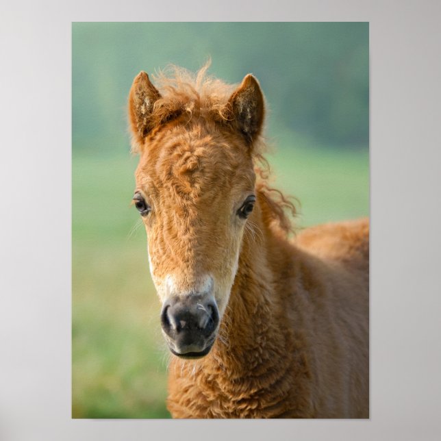 Cute Shetland Pony Foal Horse Head Frontal Photo - Poster (Front)