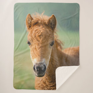 Cute Shetland Pony Foal Horse Head Frontal Photo , Sherpa Blanket