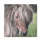 Cute Shetland Pony