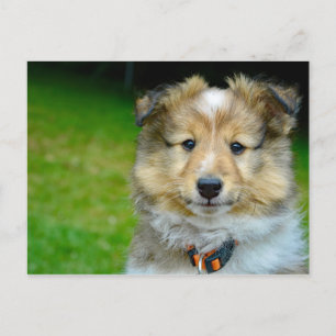 Cute Shetland Sheepdog Photo Postcard