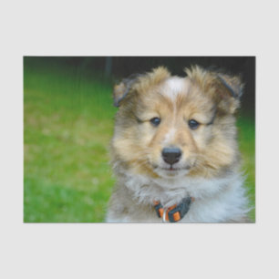 Cute Shetland Sheepdog Photo Tissue Paper