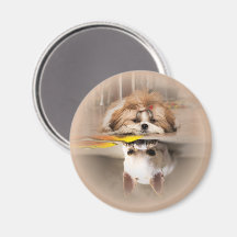 Cute shih tzu and chihuahua