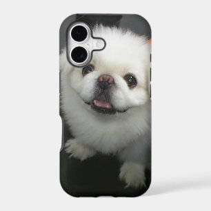 Cute shih tzu looking at the camera