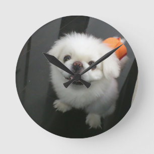 Cute shih tzu looking at the camera round clock