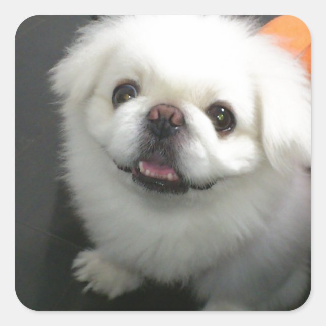 Cute shih tzu looking at the camera square sticker (Front)