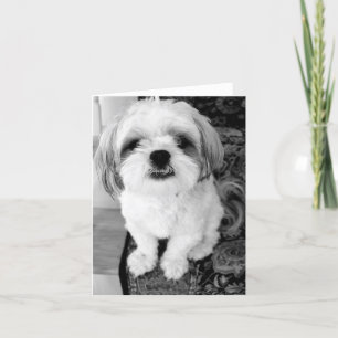 Cute Shih Tzu Note Card