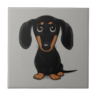 Cute Short Haired Black and Tan Dachshund