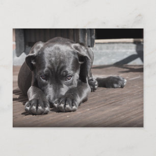 Cute, Shy, Grey, Great Dane Puppy Postcard