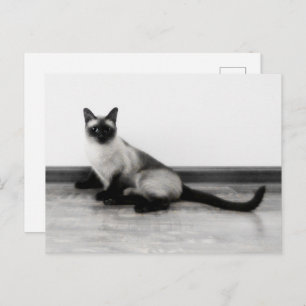 CUTE Siamese Cat Portrait Photograph Postcard