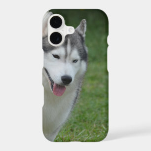 Cute Siberian Husky