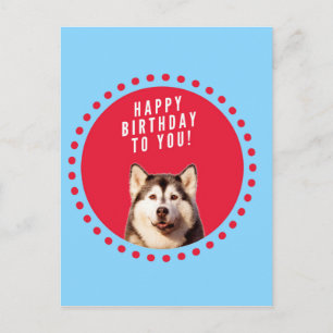 Cute Siberian Husky Happy Birthday blue red dots Postcard