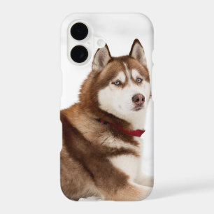 Cute Siberian Husky Portrait