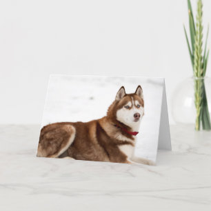 Cute Siberian Husky Portrait Card